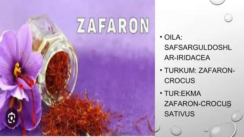 Zafaron – sapsarguldoshlar 1