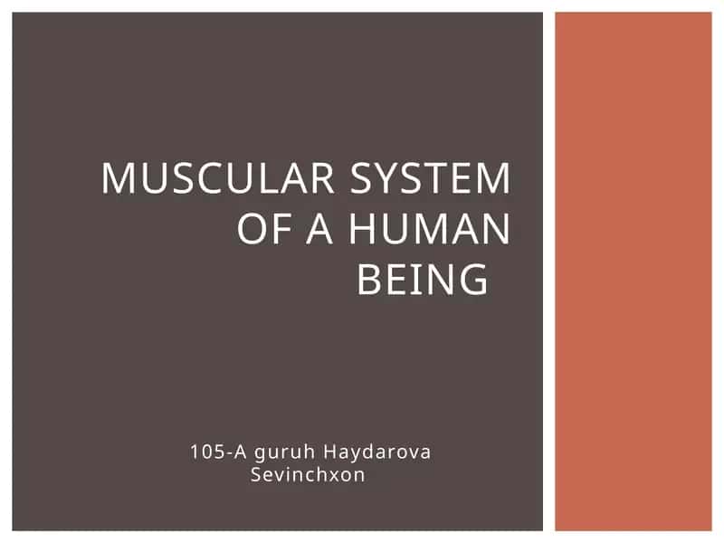 Muscular system of a human being 1
