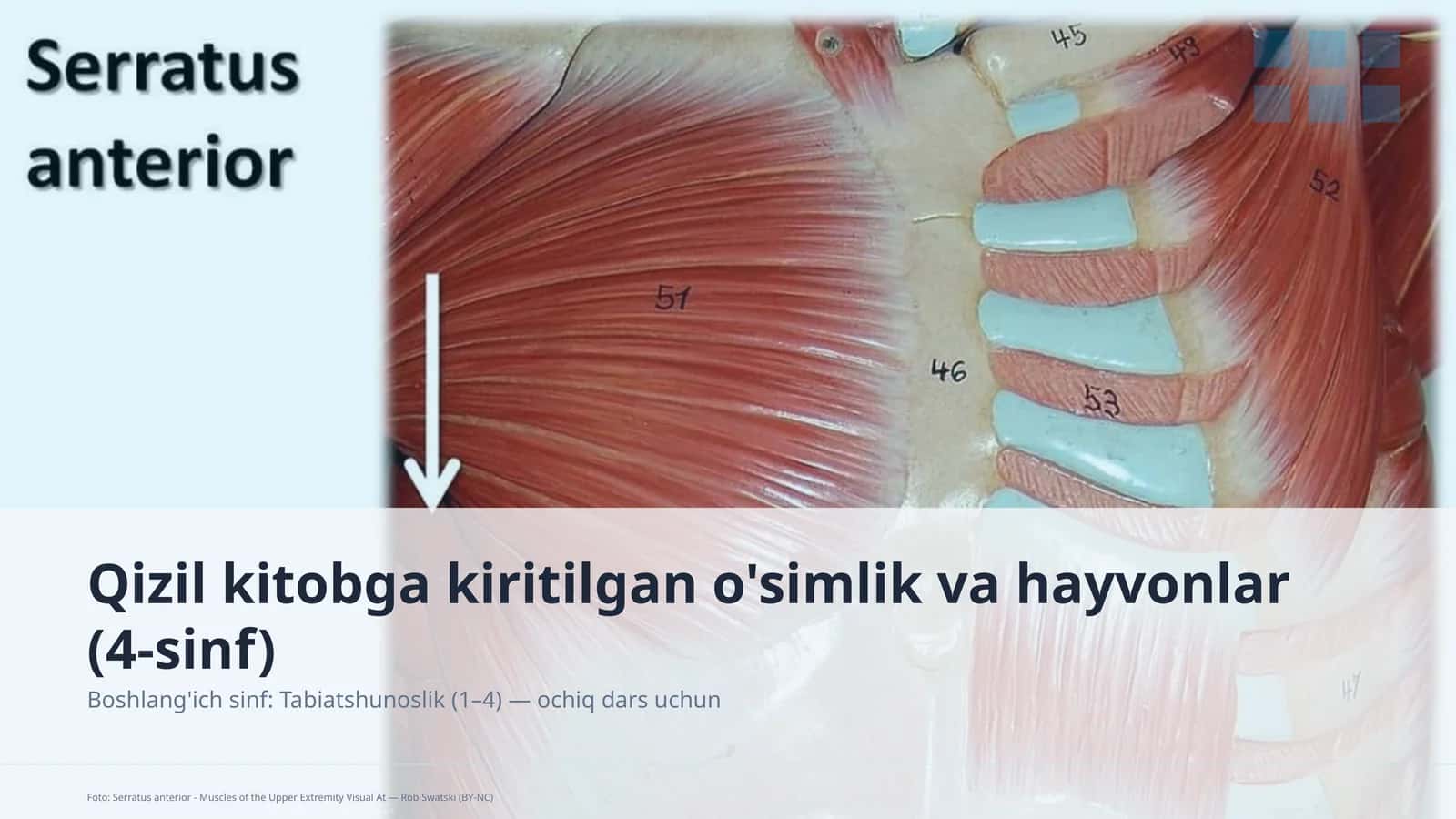 Qizil kitobga kiritilgan o'simlik va hayvonlar (4-sinf) 1