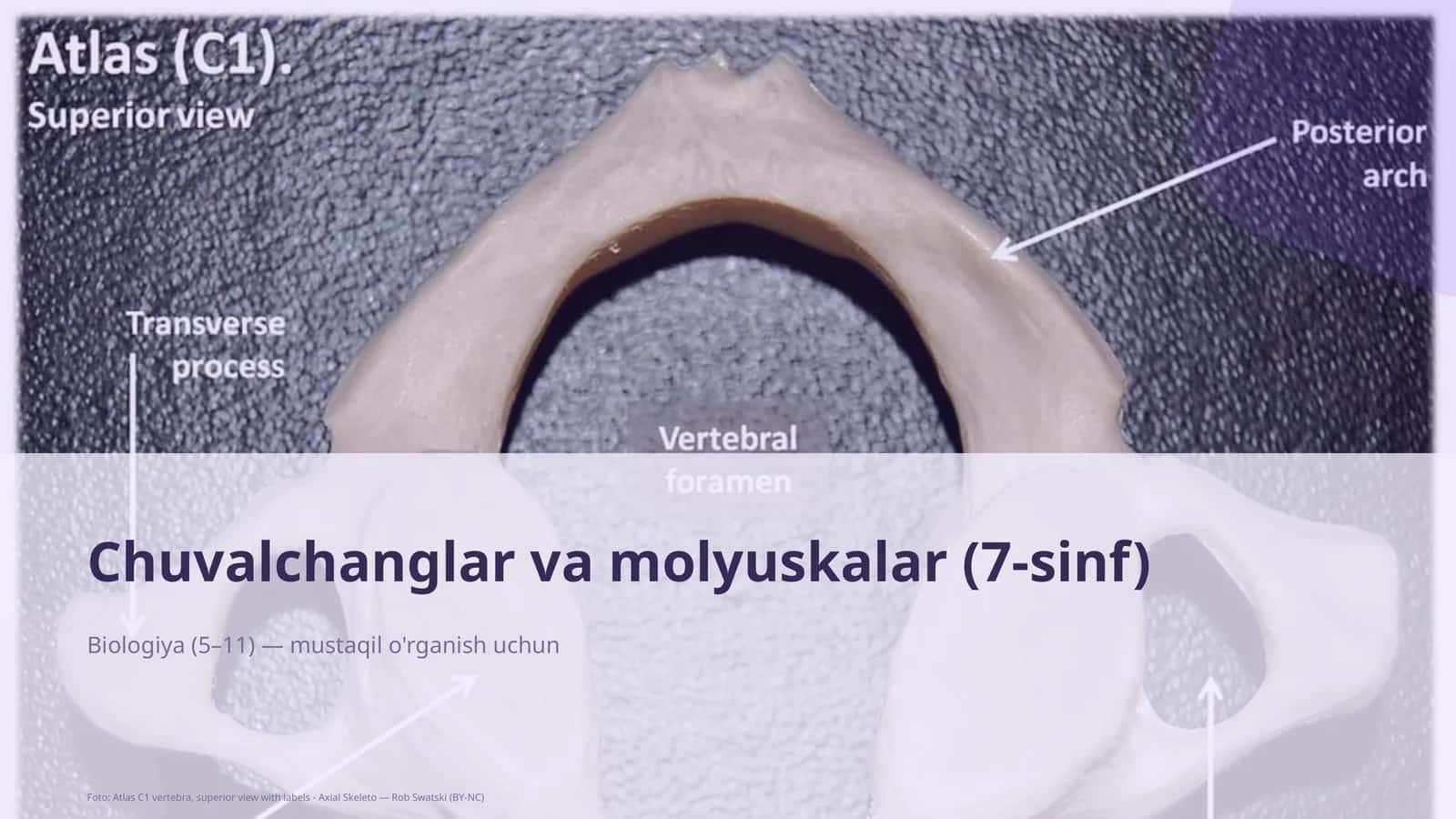 Chuvalchanglar va molyuskalar (7-sinf) 1
