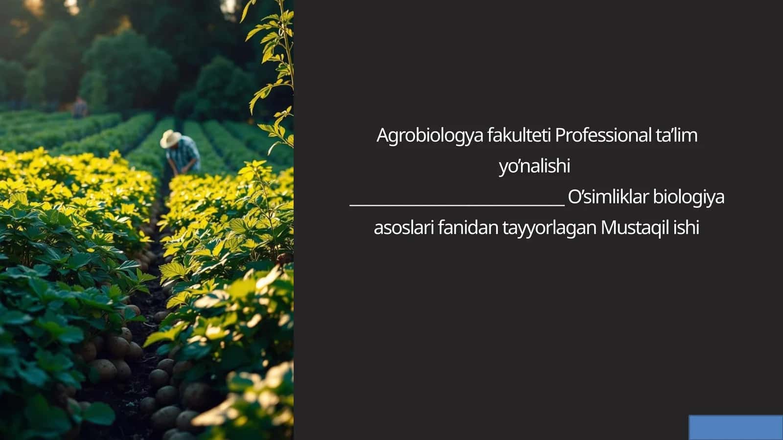 Takroriy ekin sifatida  kartoshka yetishtirishning  biologik asoslari 1