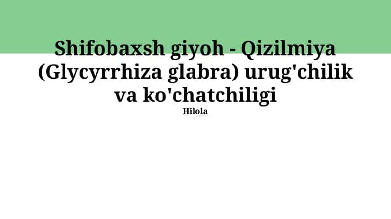 Yalpiz (Glycyrrhiza Glabra) Urug'i Yetishtirish 1
