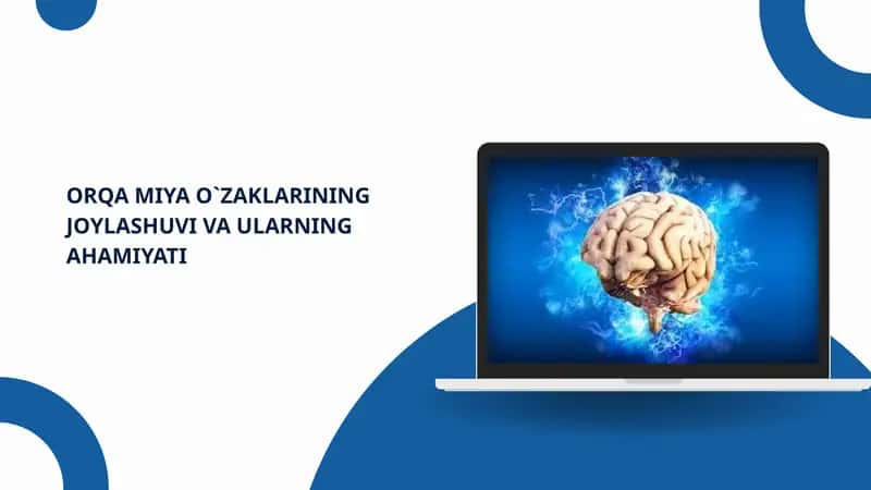 Orqa Miya O‘zaklarining Joylashuvi va Ularning Ahamiyati 1