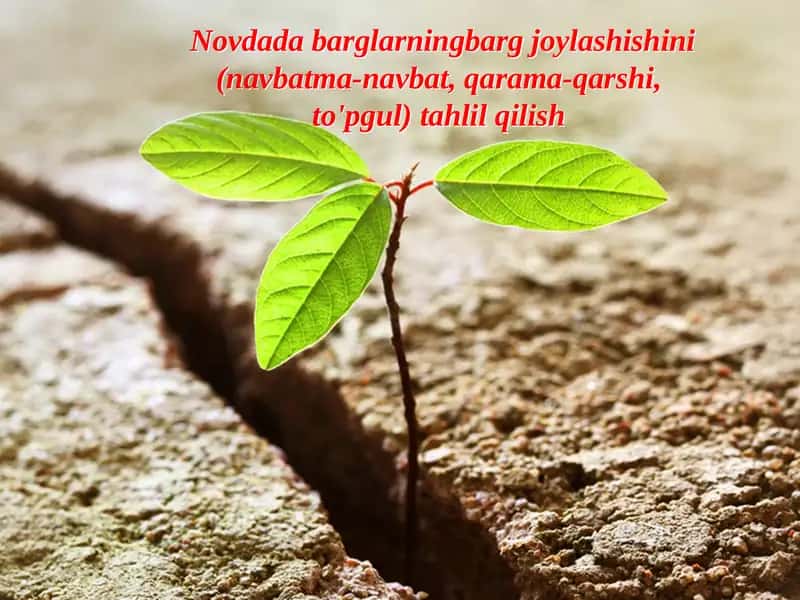 Novdada barglarningbarg joylashishini tahlil qilish 1