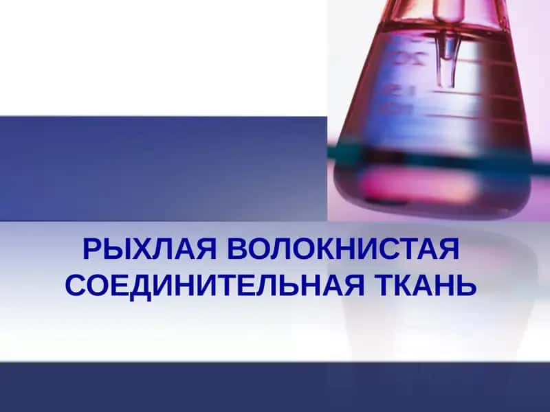 РЫХЛАЯ ВОЛОКНИСТАЯ СОЕДИНИТЕЛЬНАЯ ТКАНЬ 1