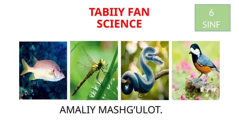 Hayvonlar Sistematikasini O‘rganish 1