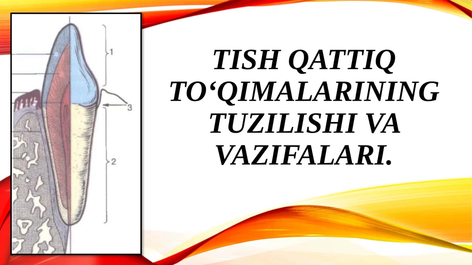TISH QATTIQ TO‘QIMALARINING TUZILISHI VA VAZIFALARI 1