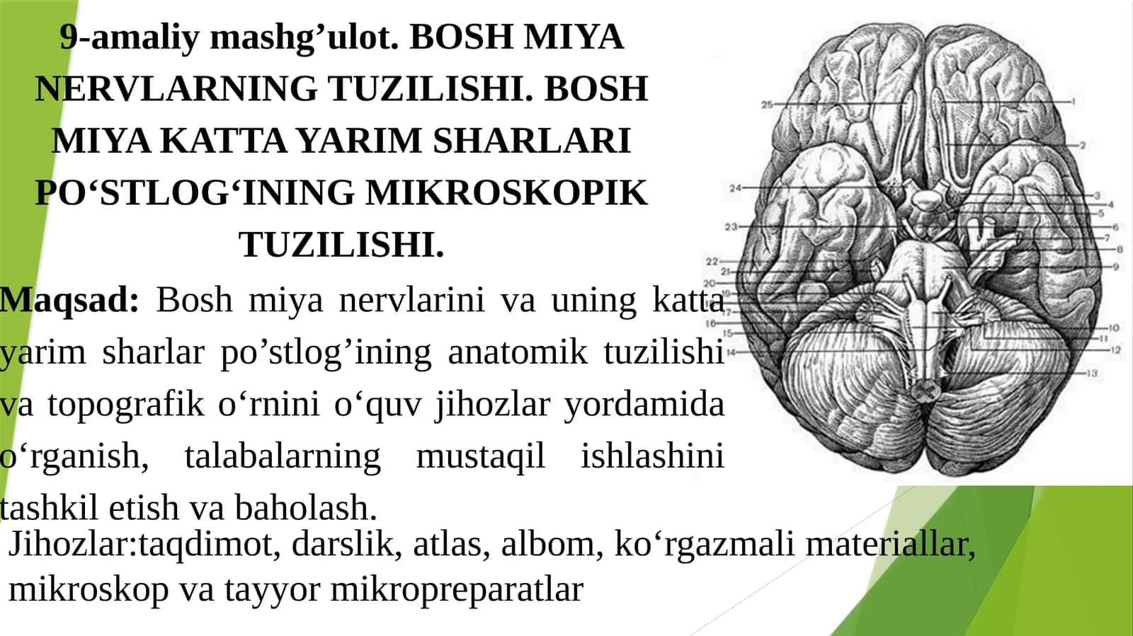 Bosh Miya Nervlarning Tuzilishi 1