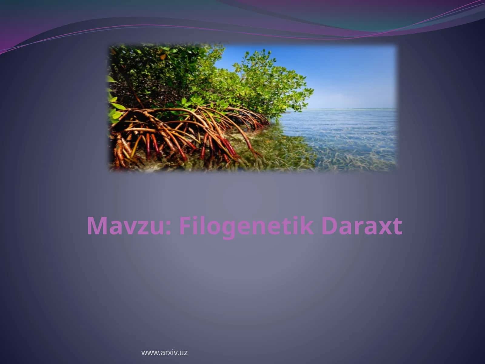 Filogenetik daraxt 1