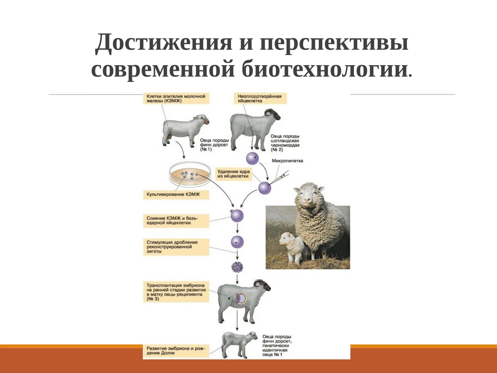 Достижения и перспективы современной биотехнологии. 1