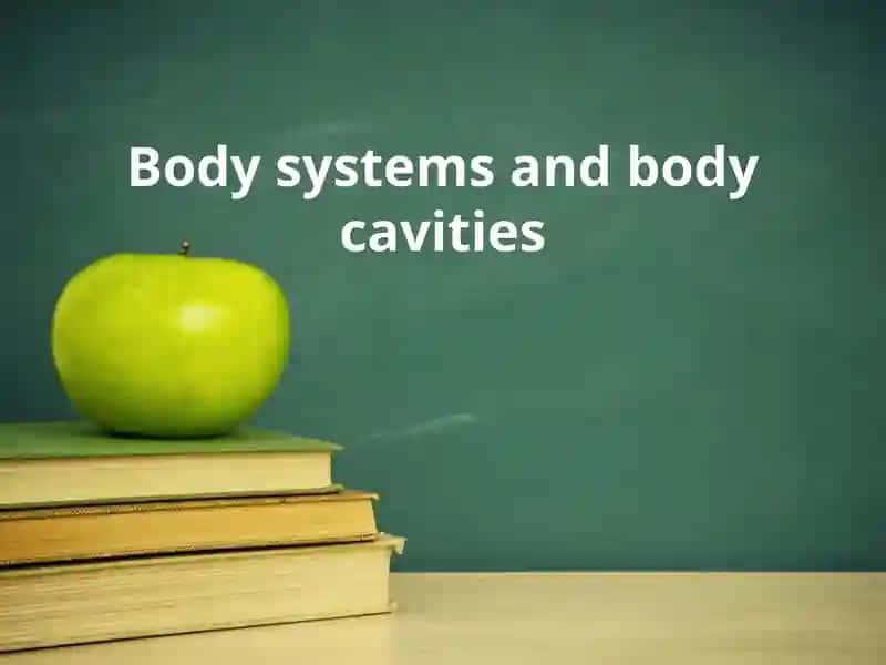 Body systems and body cavities
