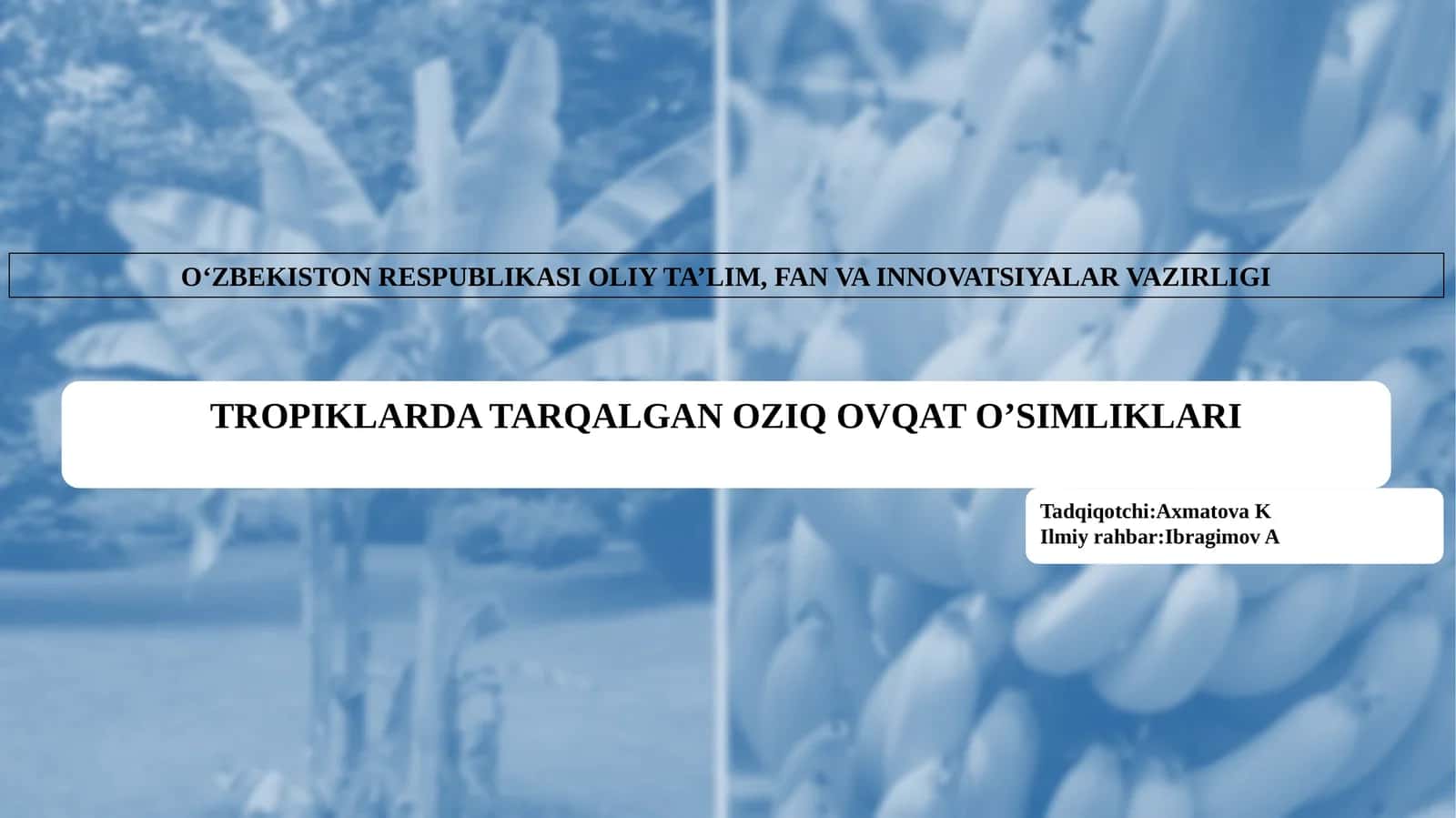 TROPIKLARDA TARQALGAN OZIQ OVQAT O’SIMLIKLARI 1