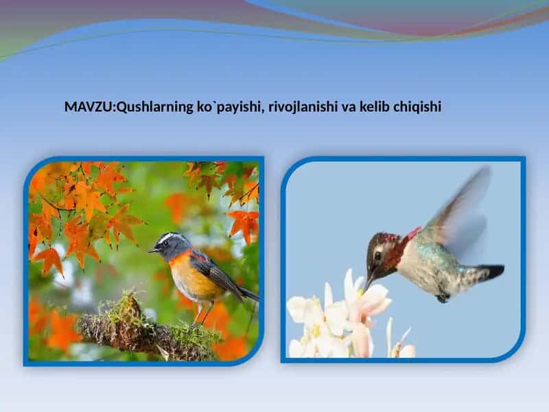 Qushlarning ko`payishi, rivojlanishi va kelib chiqishi 1