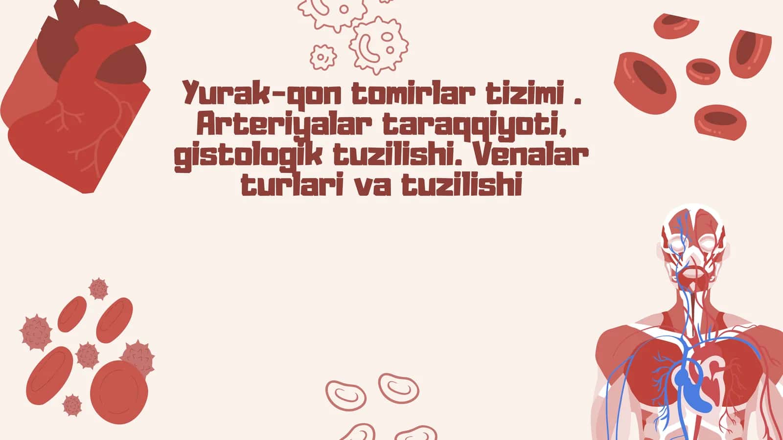 Qon tomirlar tuzilishi 1
