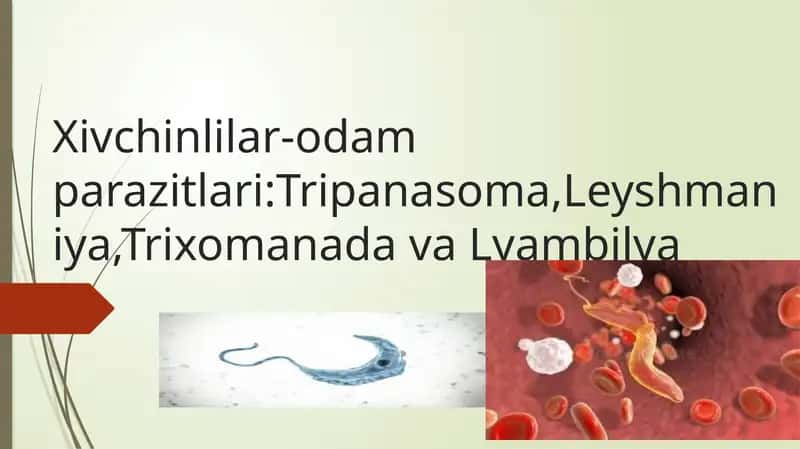 Xivchinlilar-odam parazitlari:Tripanasoma, leyshmaniya, trixomanada va lyambilya 1
