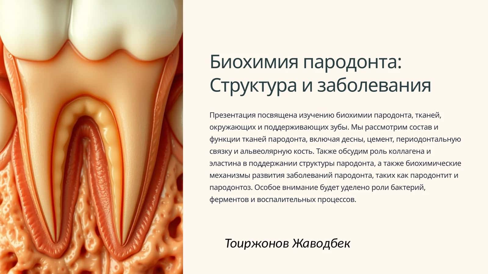Биохимия пародонта: Структура и заболевания 1