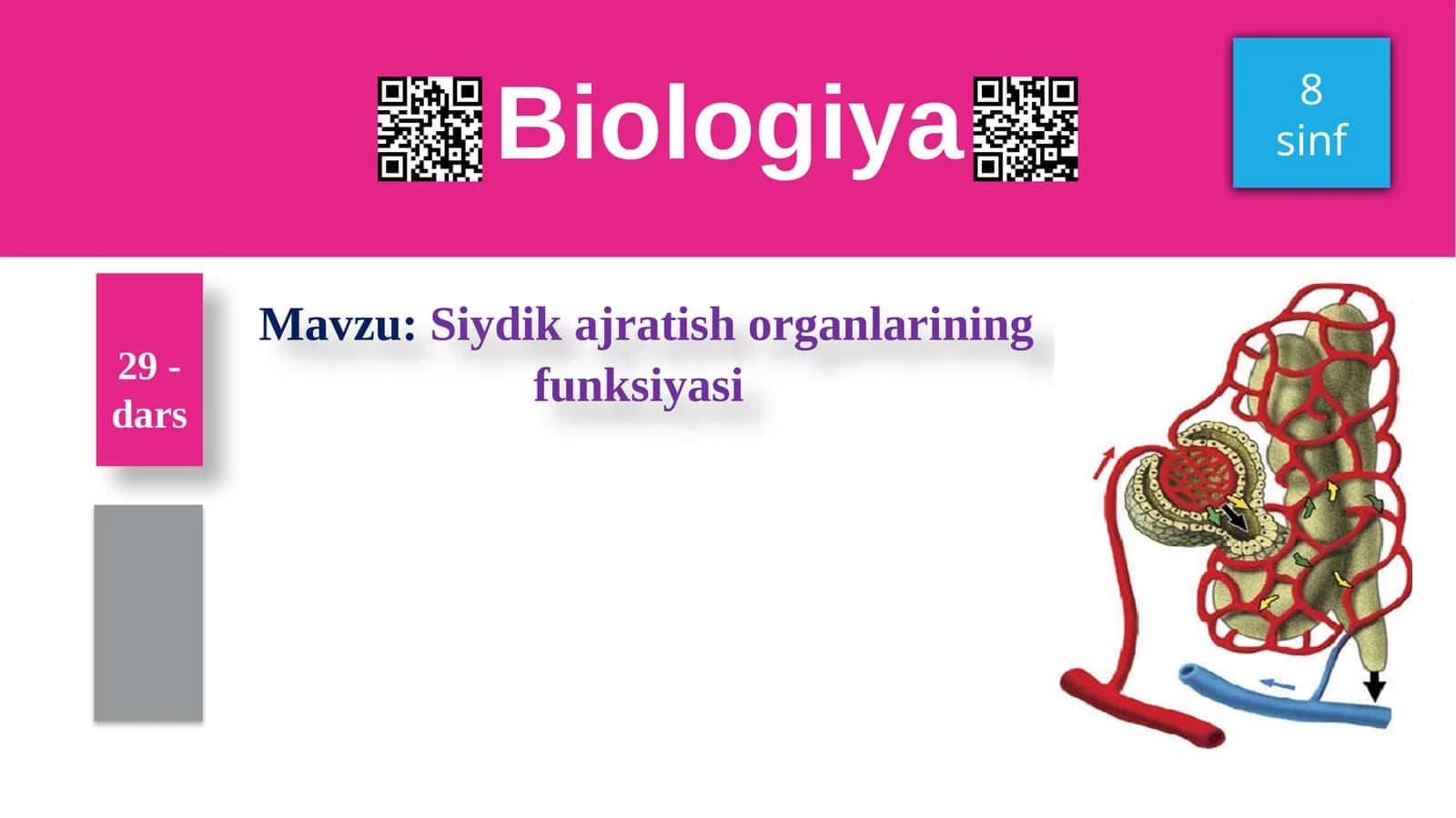 Siydikajratish organlarining funksiyasi 1