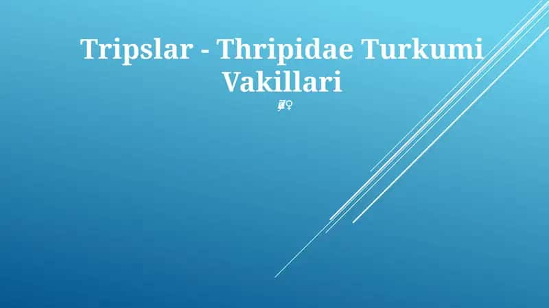 Tripslar - Thripidae Turkumi Vakillari 1