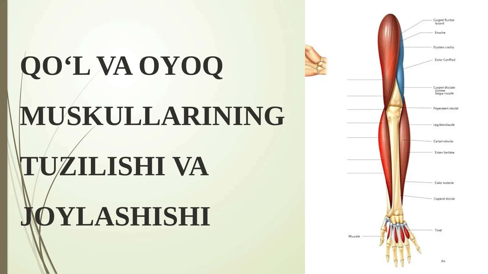 QO‘L VA OYOQ MUSKULLARINING TUZILISHI VA JOYLASHISHI 1
