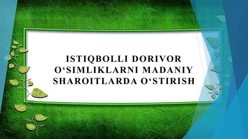 Istiqbolli dorivor oʻsimliklarni madaniy sharoitlarda oʻstirish 1
