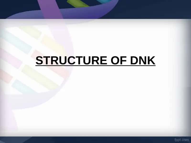 DNA Structure 1
