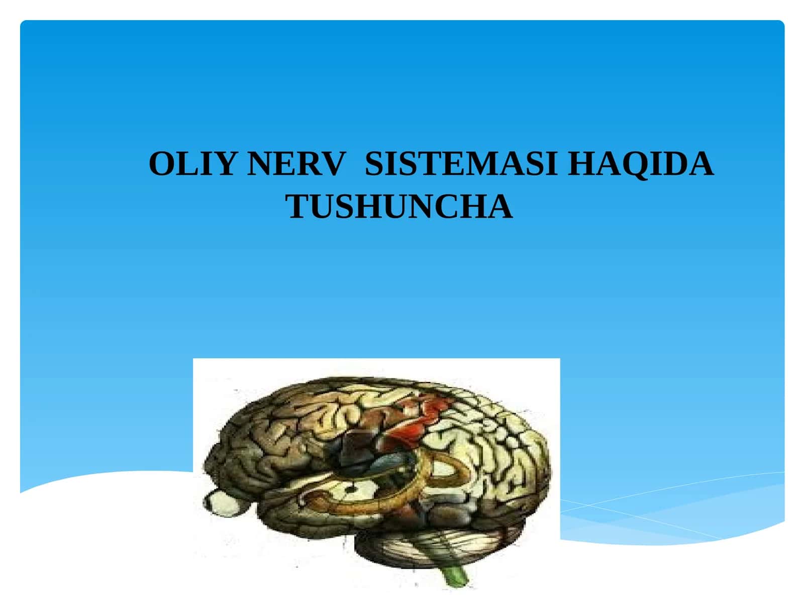 ОЛИЙ NERVSISTEMASI HAQIDA TUSHUNCHA 1