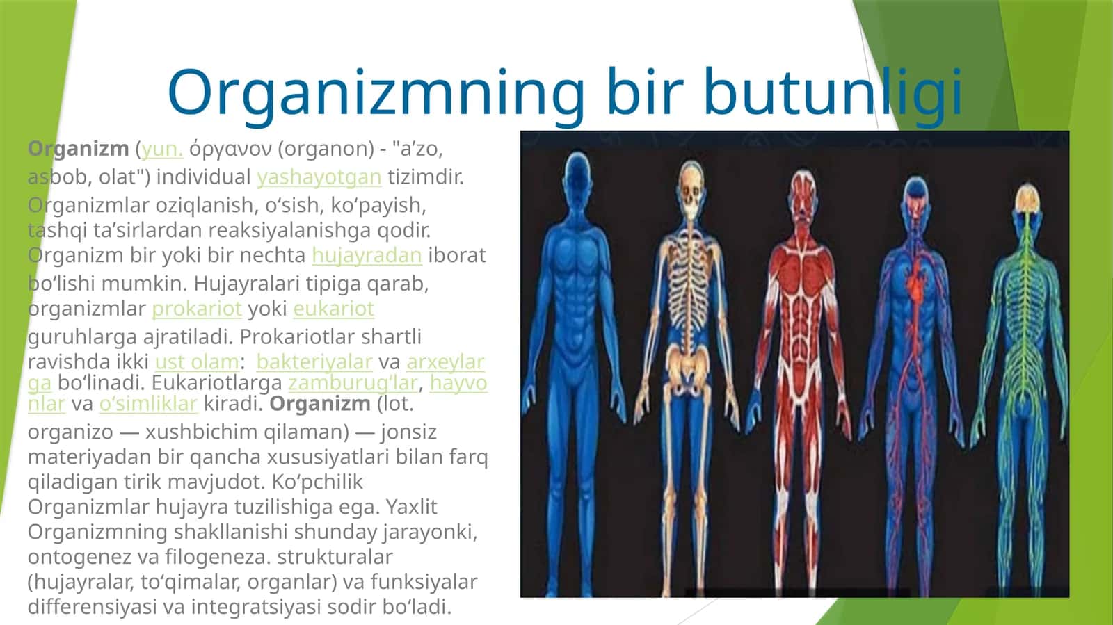 Organizmning bir butunligi 1