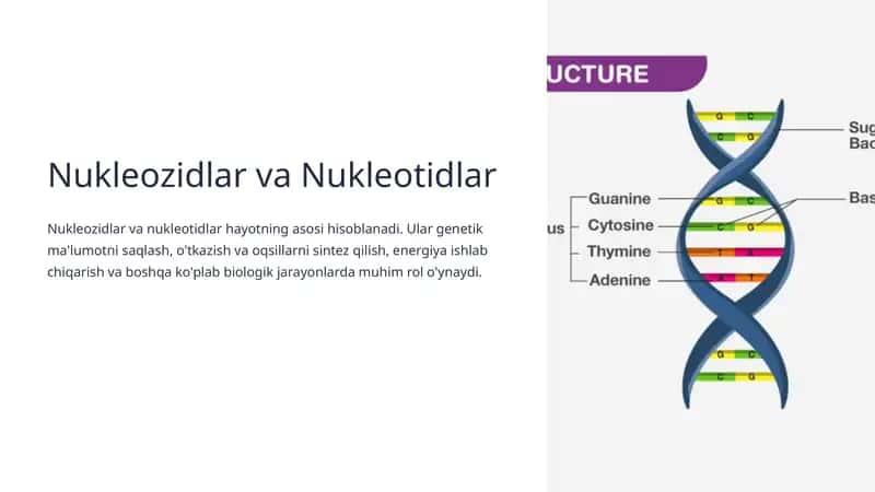 Nukleozidlar va Nukleotidlar 1