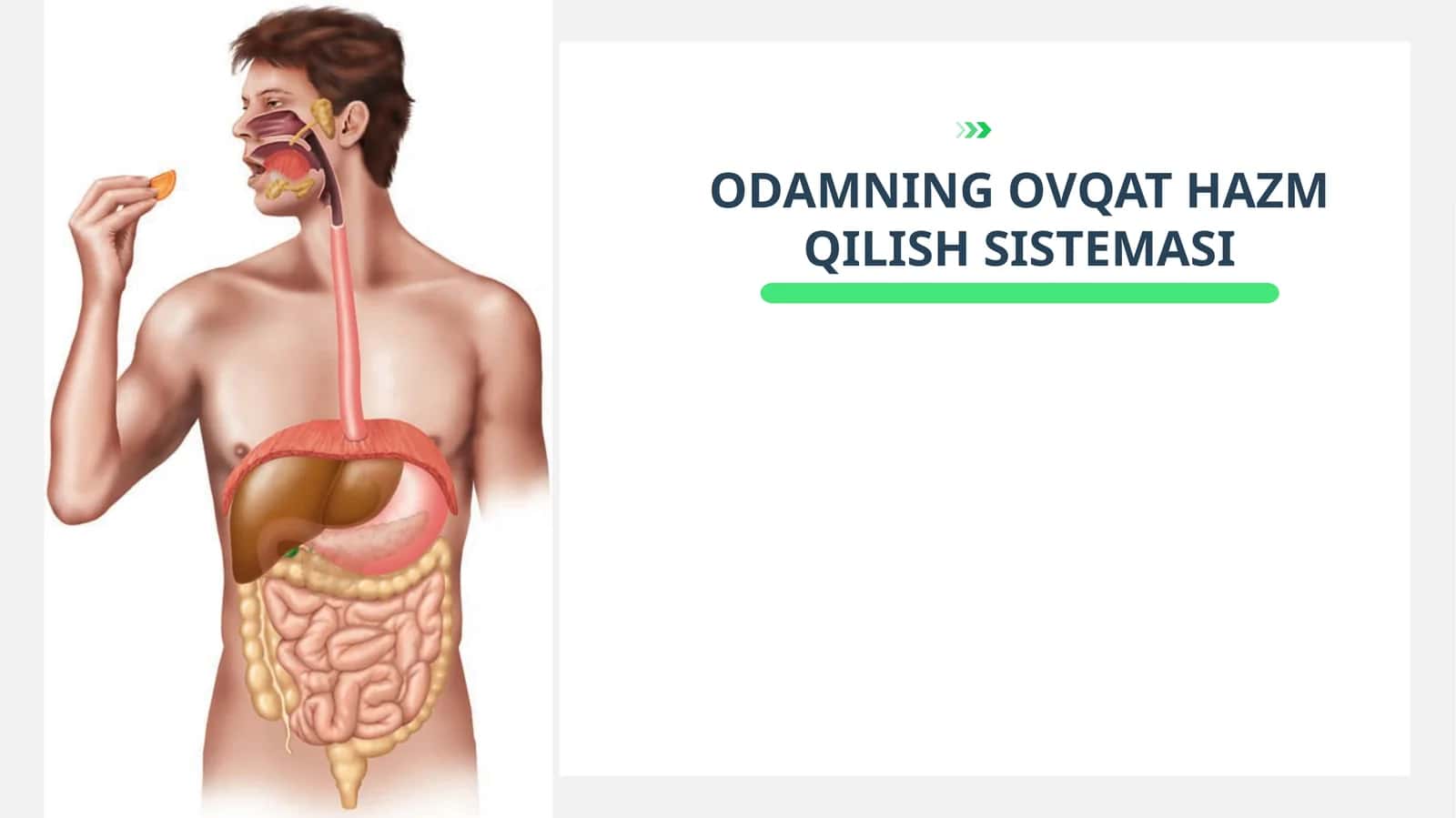 ODAMNING OVQAT HAZM QILISH SISTEMASI 1