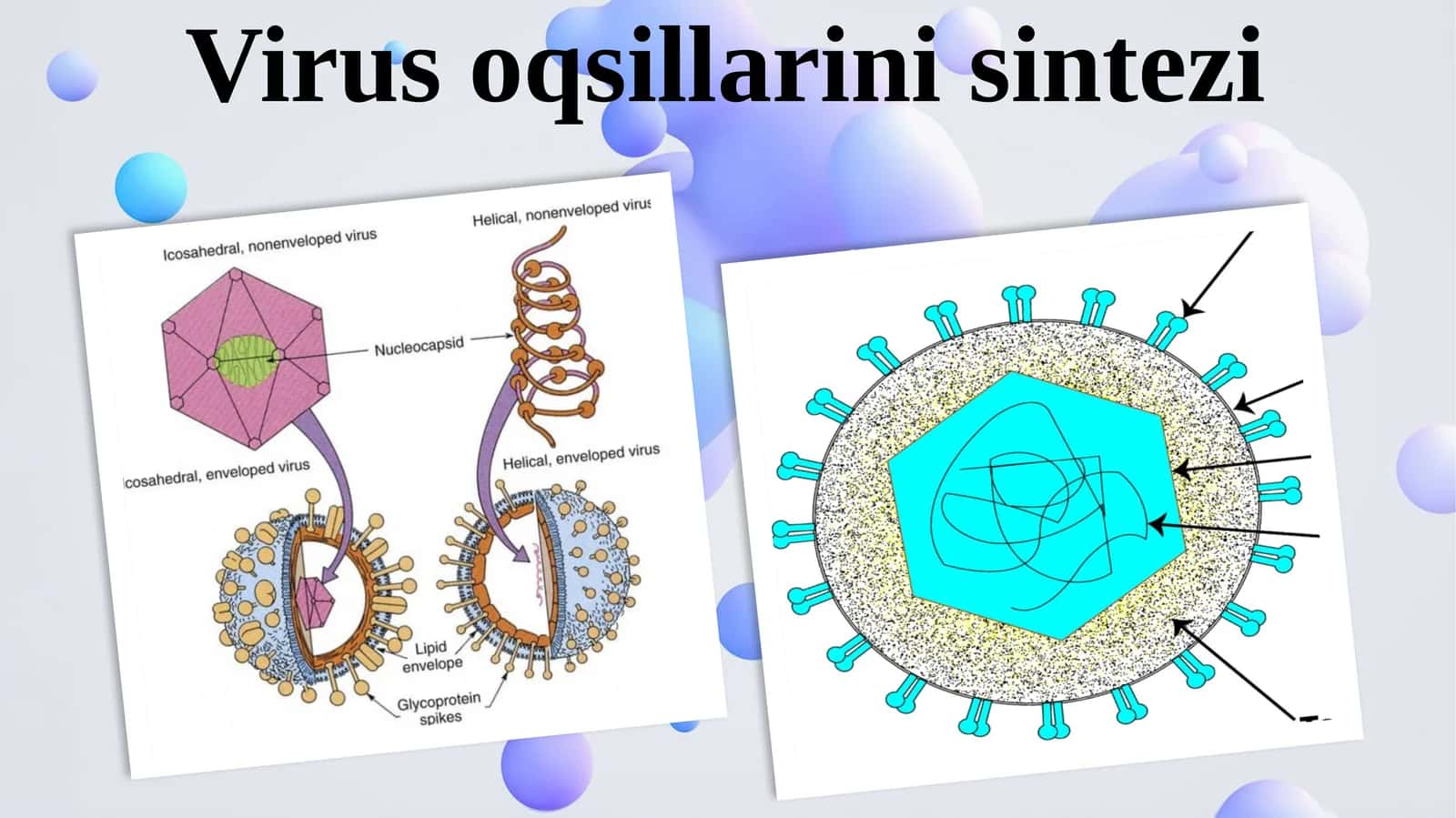 Virus oqsillarini sintezi 1