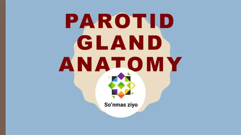 Parotid gland anatomy 1