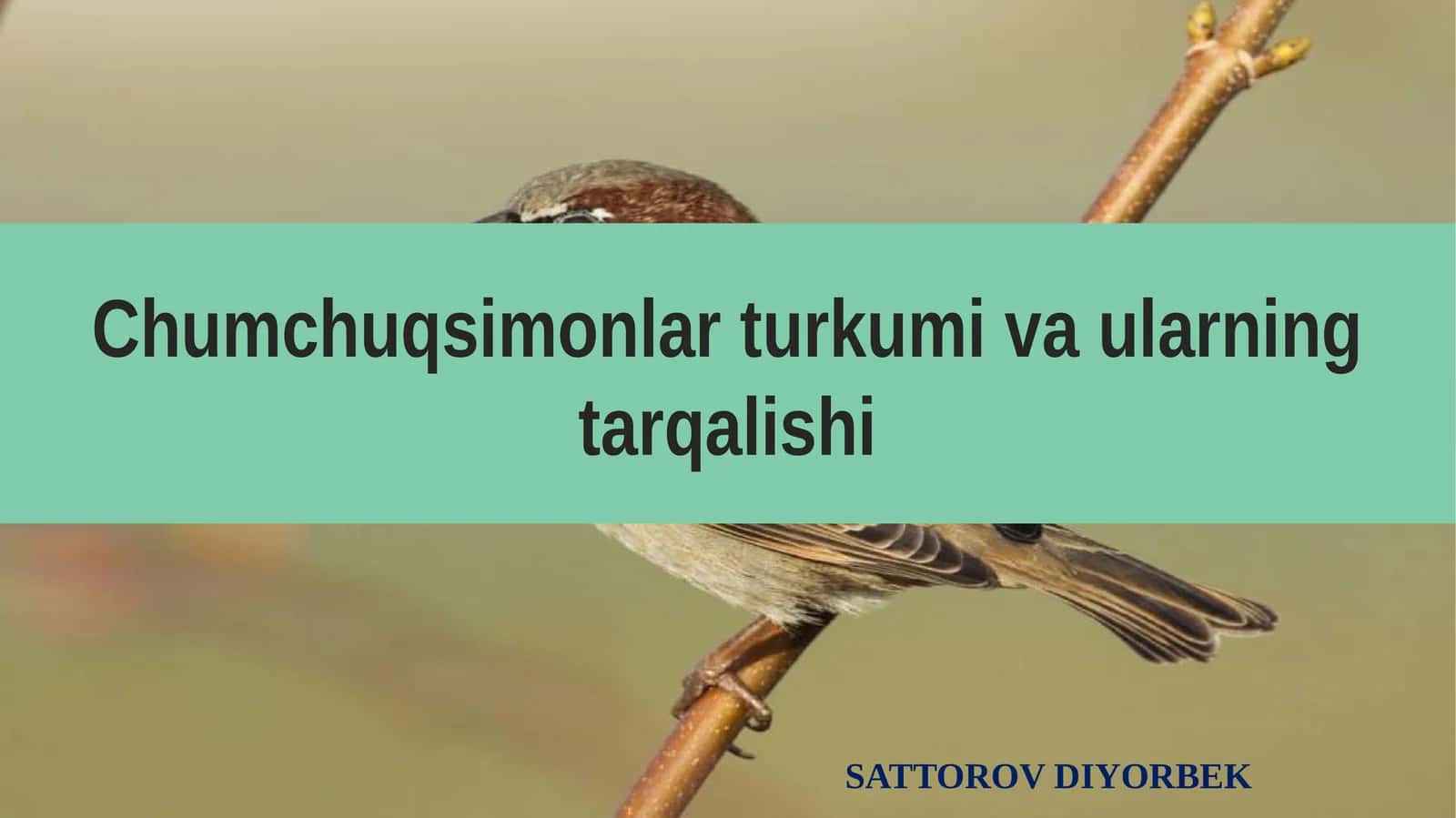 Chumchuqsimonlar Turkumi va Ularning Tarqalishi 1