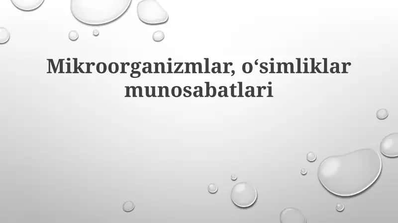 Rizosfera mikroorganizmlari 1