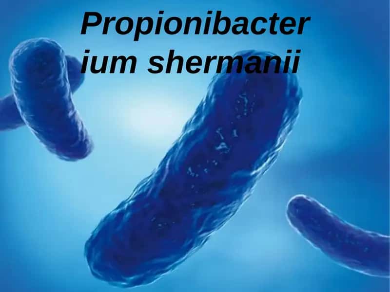 Propionibacterium shermanii 1