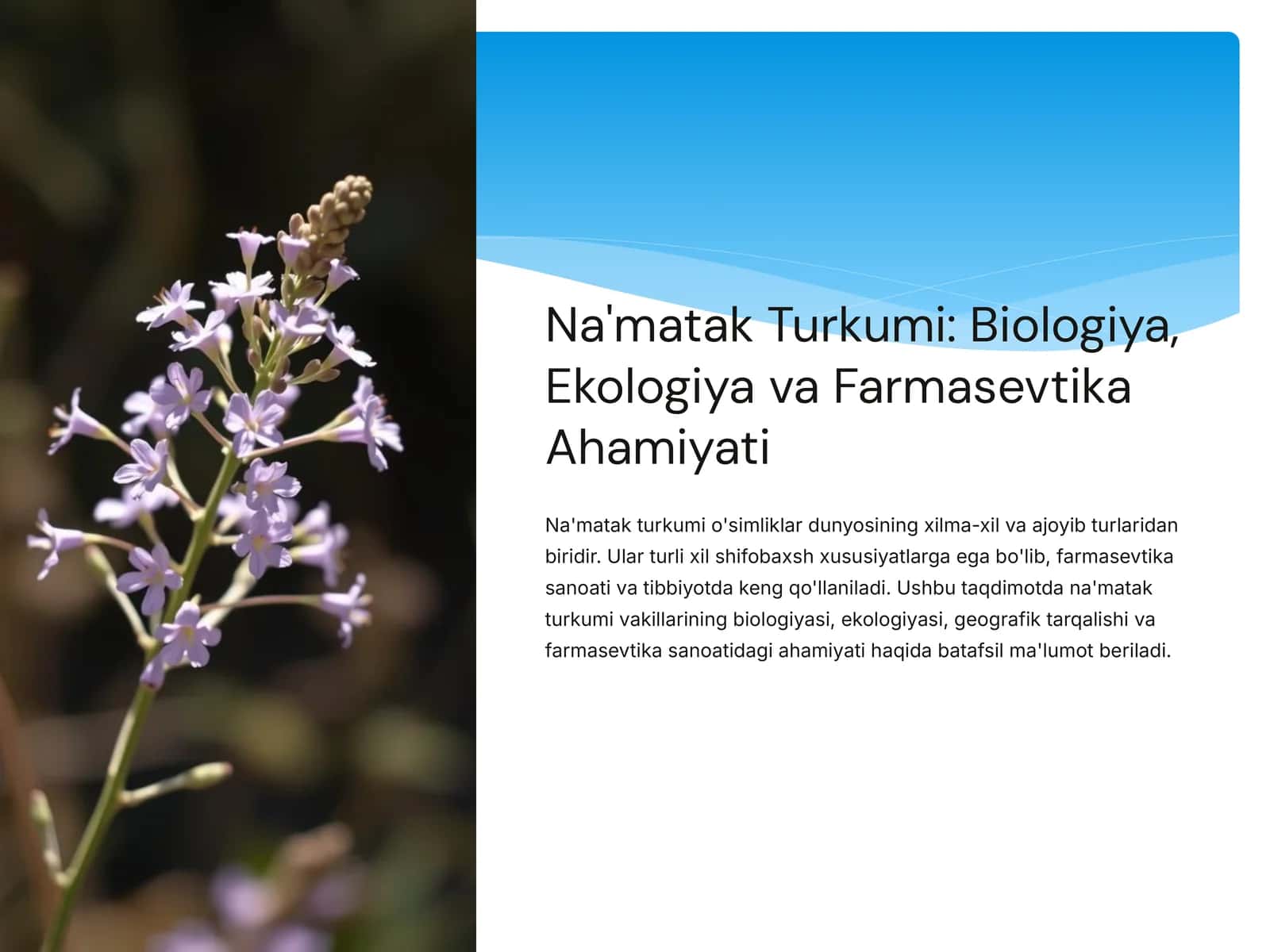 Na'matak Turkumi: Biologiya, Ekologiya va Farmasevtika Ahamiyati 1