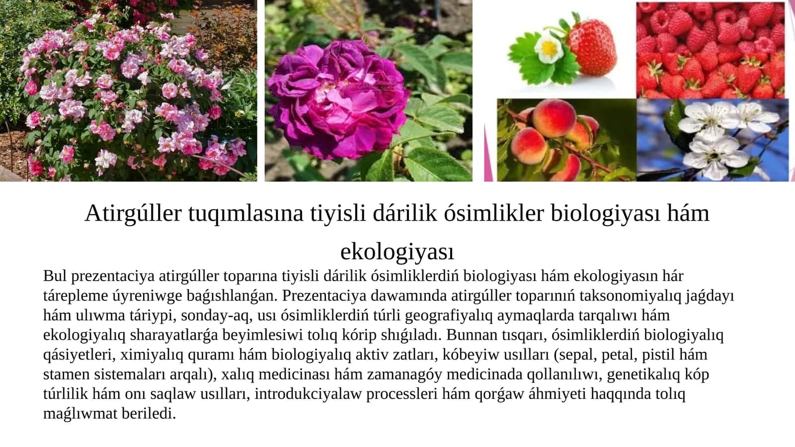 Atirgúller tuqımlasına tiyisli dárilik ósimlikler biologiyası hám ekologiyası 1