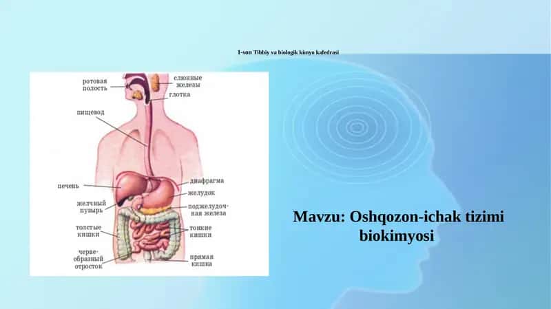 Oshqozon ichak mustaqil talim 1