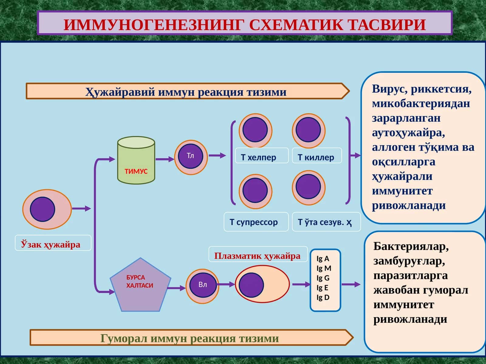 ИММУНОГЕНЕЗНИНГ СХЕМАТИК ТАСВИРИ 1
