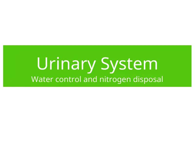 Urinary System 1