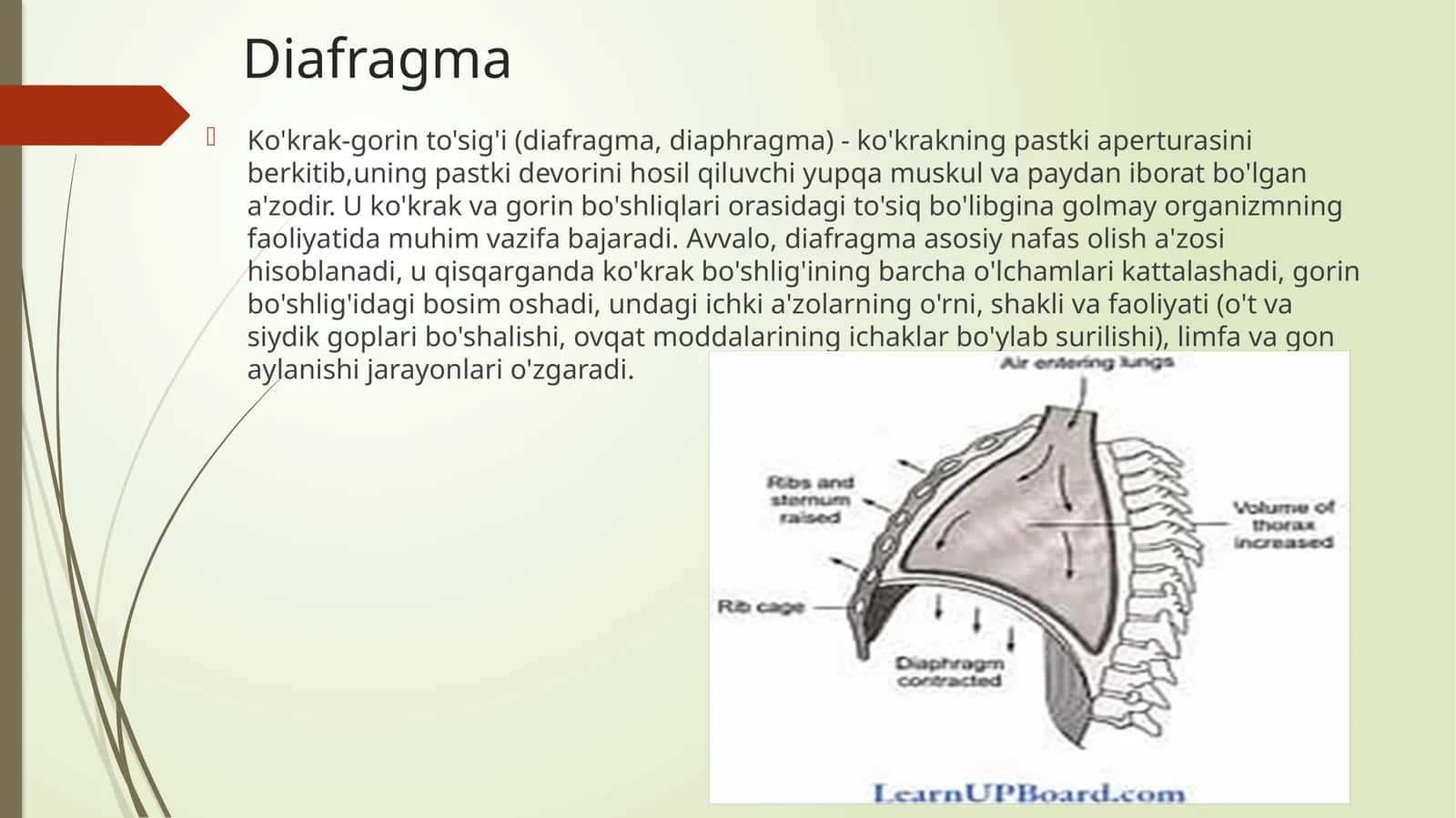 Diafragma 1