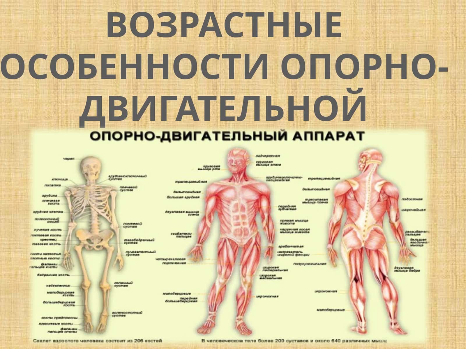 ВОЗРАСТНЫЕ ОСОБЕННОСТИ ОПОРНО-ДВИГАТЕЛЬНОЙ СИСТЕМЫ 1