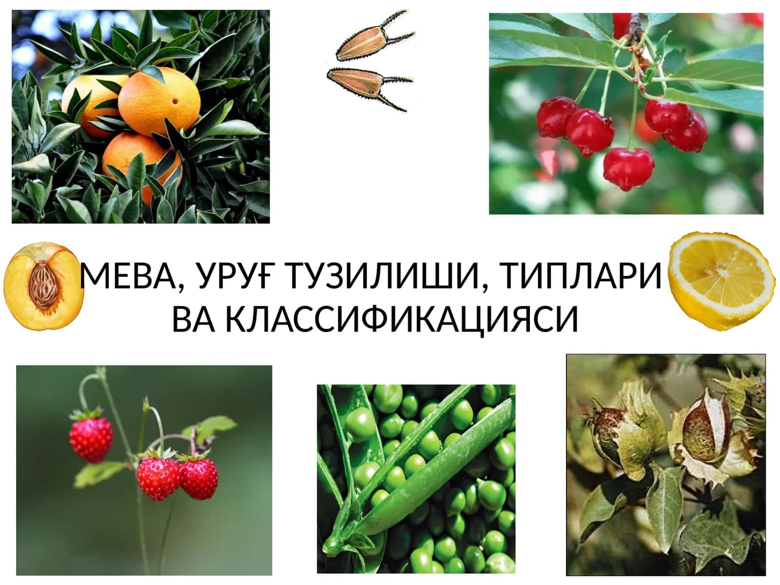 МЕВА, УРУҒ ТУЗИЛИШИ, ТИПЛАРИВА КЛАССИФИКАЦИЯСИ 1