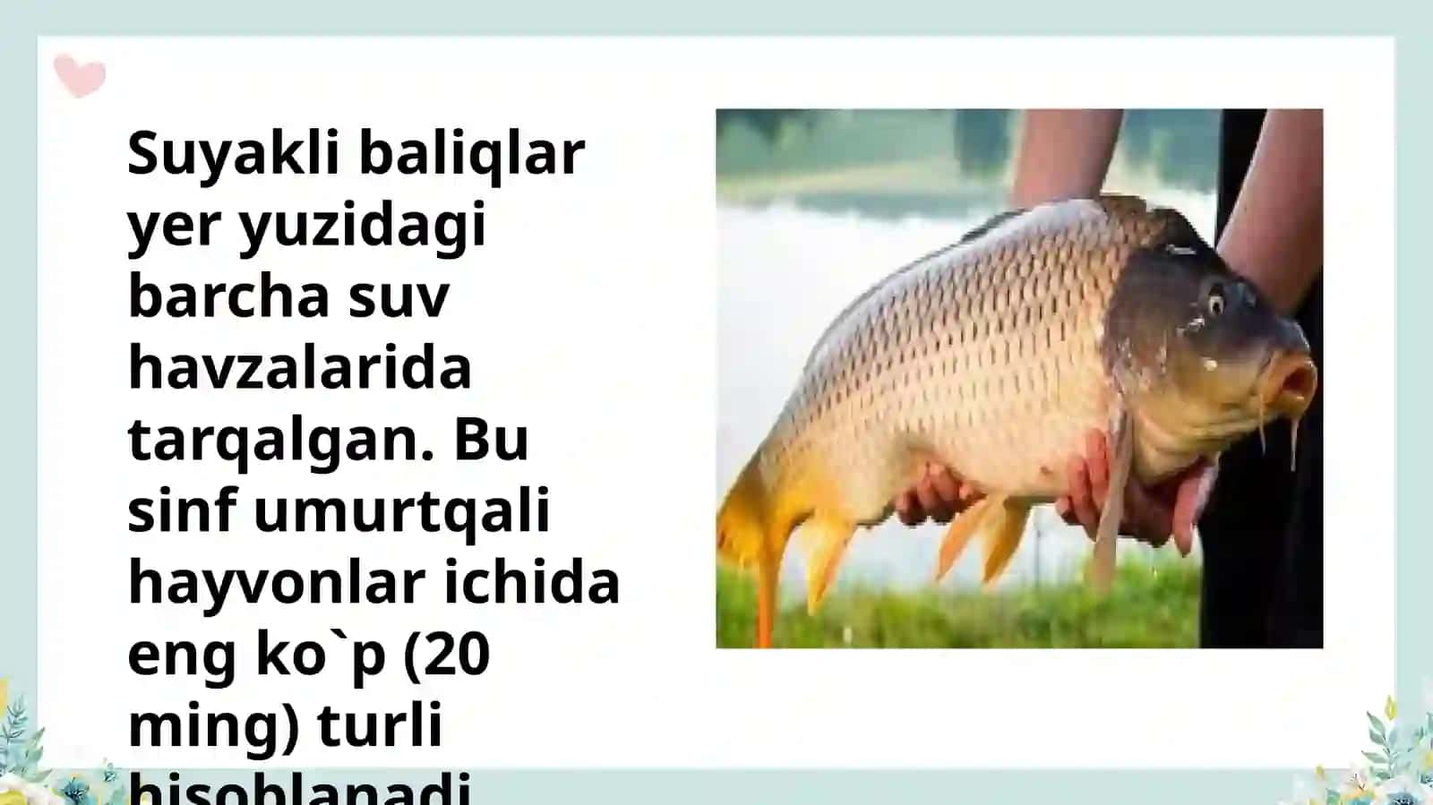 Suyakli baliqlar sistematikasi 2