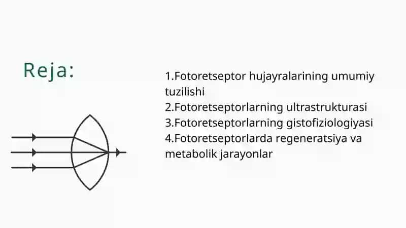 Fotoretseptor hujayralarining ultrastrukturasi va gistofiziologiyasi 2