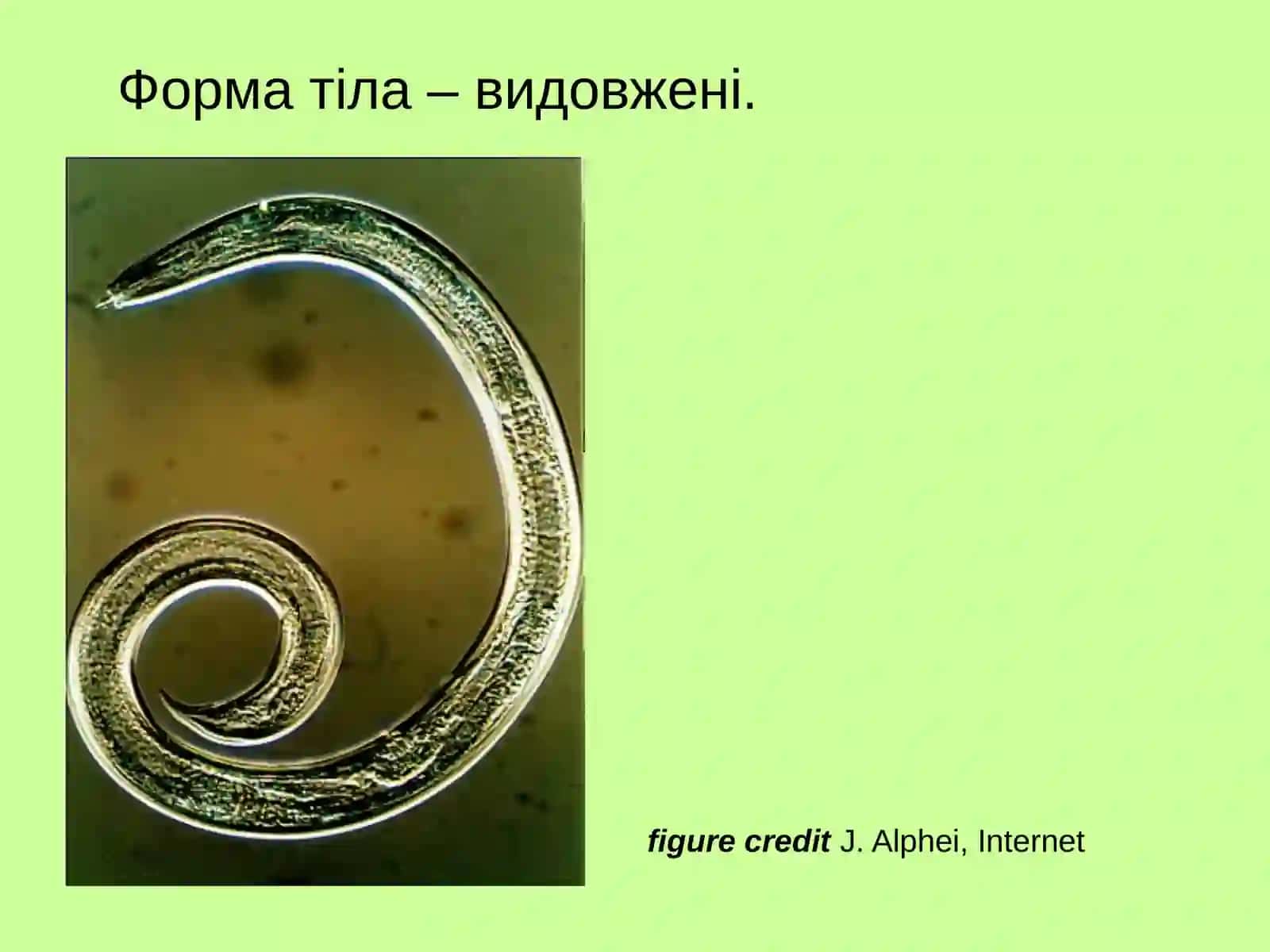 Nematoda 2