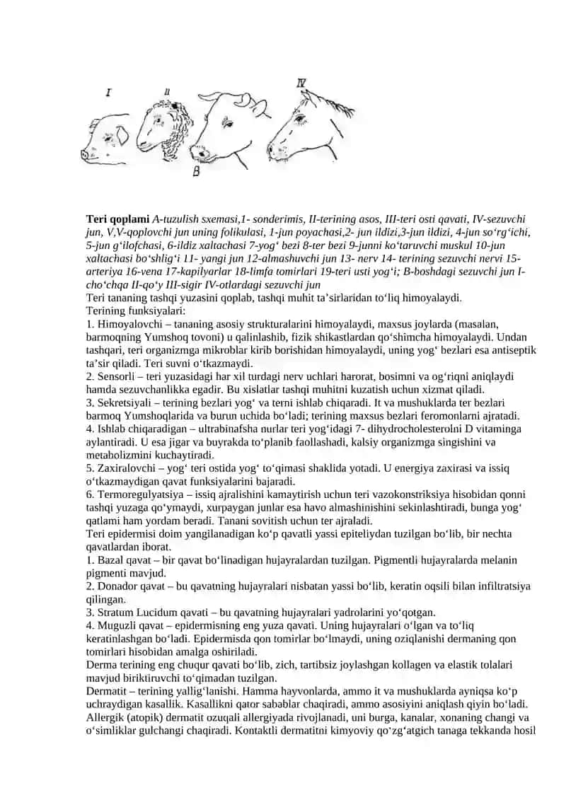 Teri qoplamasi va teri hosila organlarining morfologik tuzilishi 2