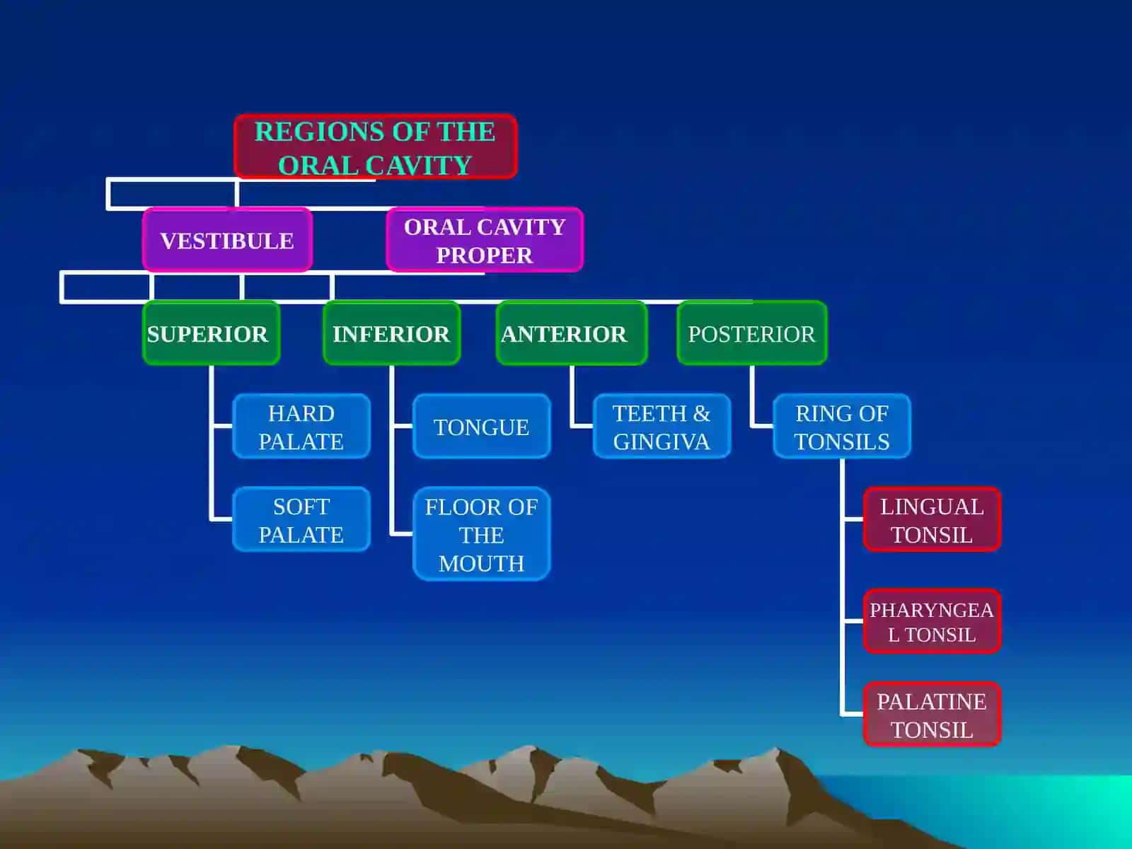 Oral Cavity 2