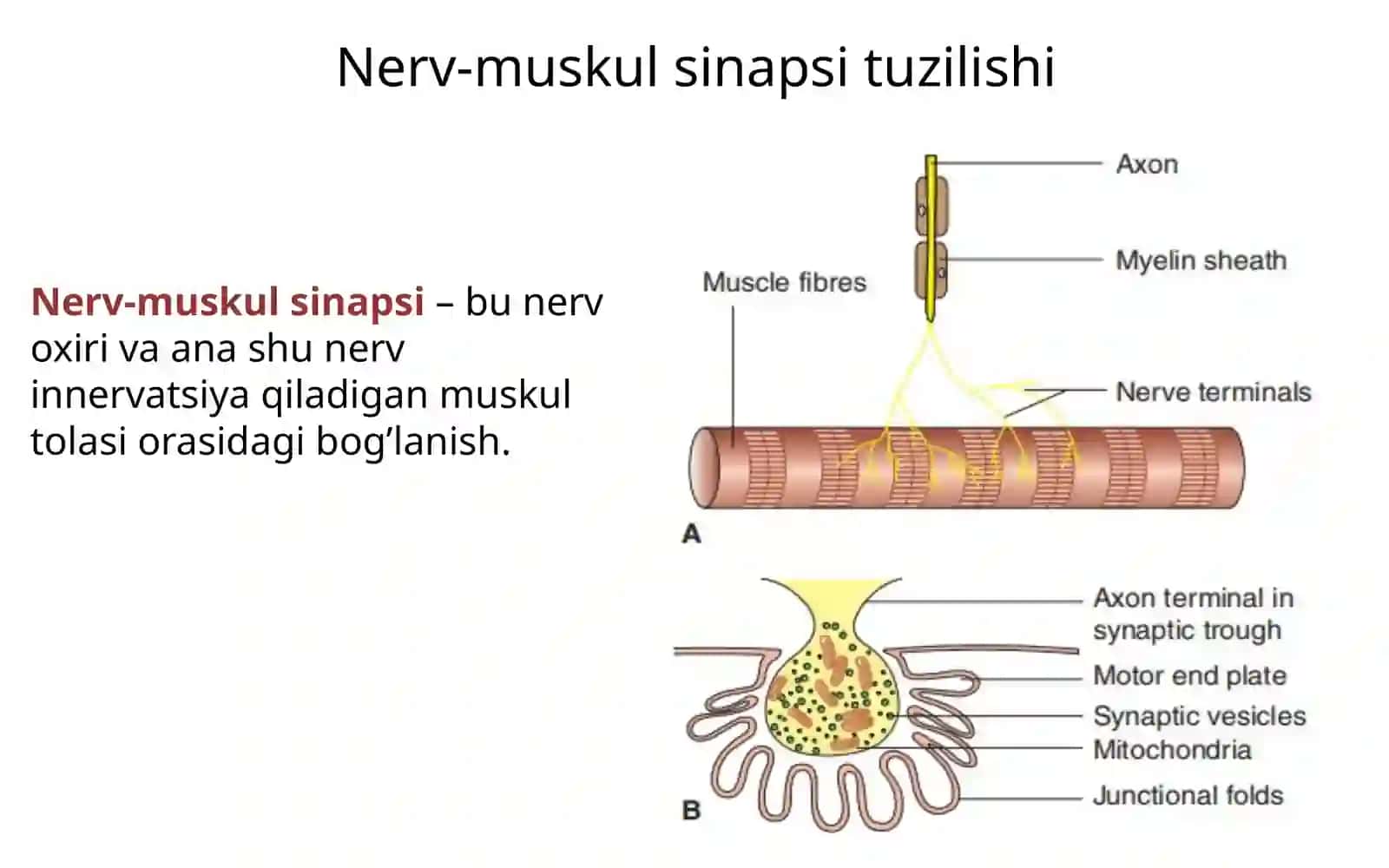 Nerv-muskul sinapsi 2