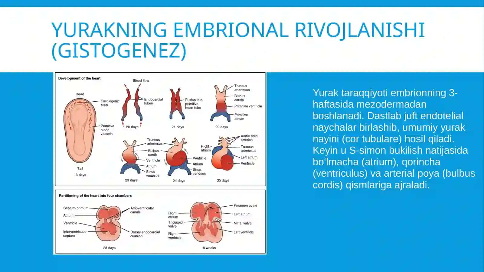 Anatomiya fanidan mustaqil ish 2
