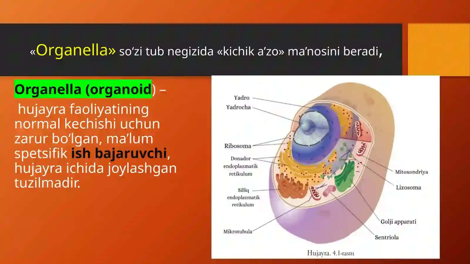 Organoidlar 2